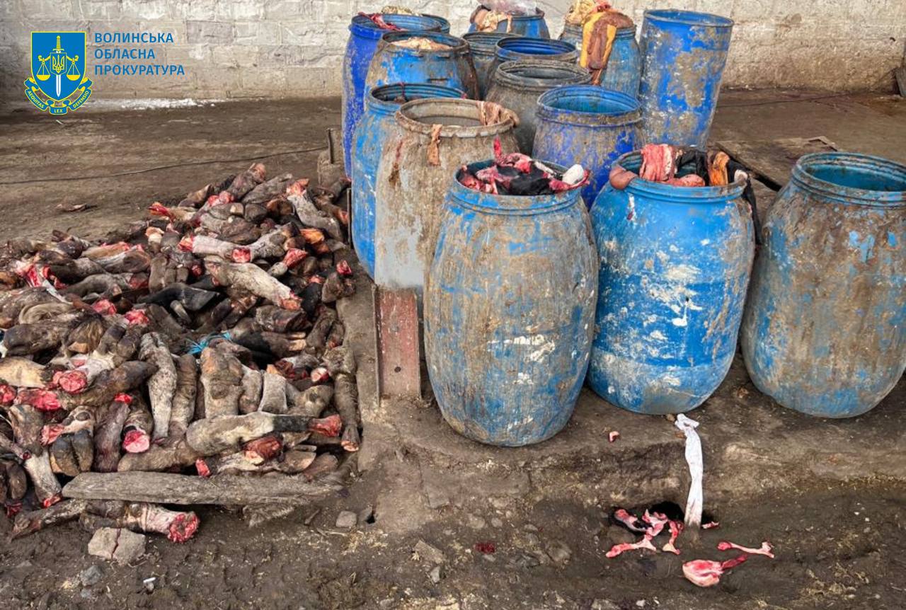 У Луцькому районі викрили підпільну бійню, де забивали худобу, а рештки закопували у непризначених місцях