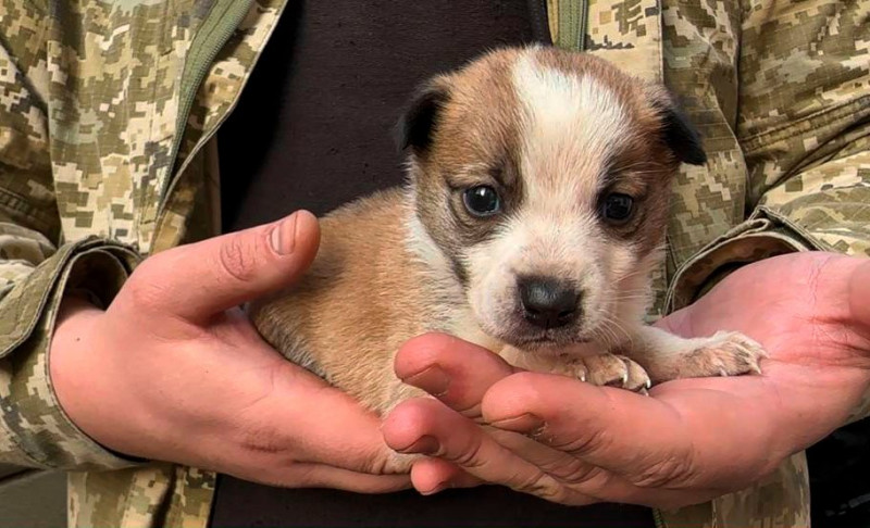 Волинський прикордонник врятував цуценя і забрав його додому із зони бойових дій