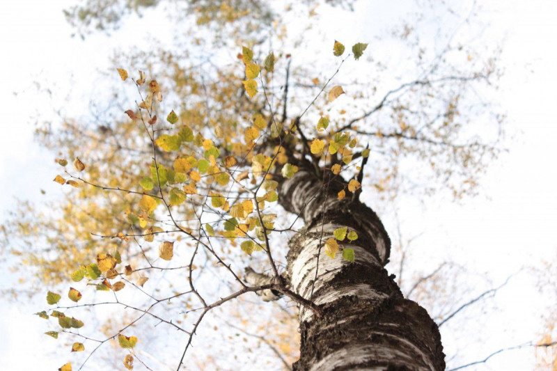 На Волині стартував сезон замовлень на березовий сік: скільки коштує напій?