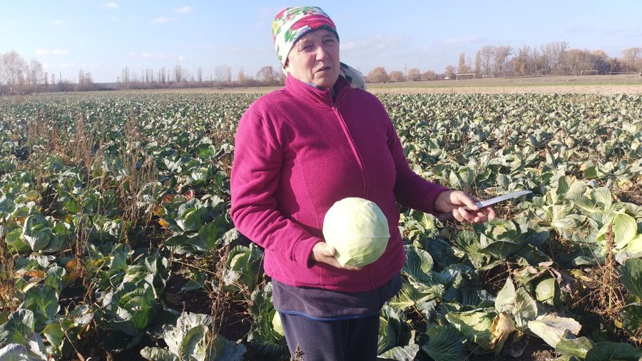 «Син купив розсаду — а ми продовжили його справу»: історія родини з Волині, яка вирощує капусту