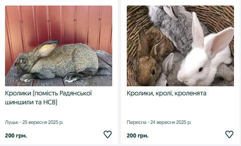 Скільки коштують декоративні та м’ясні породи кролів на Волині