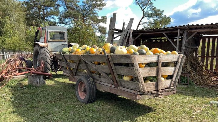 «Магазину, школи — нічого немає»: як живе село на Волині за 500 метрів від Польщі, в якому вирощують овочі та збирають ягоди