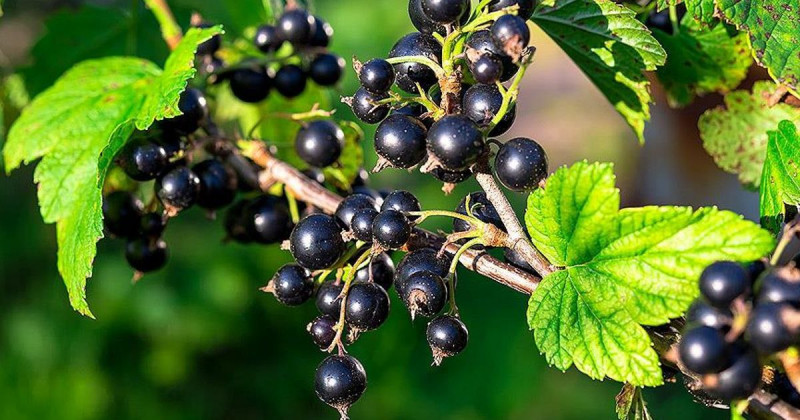 Коли обробляти смородину, малину й полуницю на Волині: рекомендації аграріїв