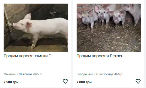 На Волині зросли ціни на поросят: скільки коштують тепер та від чого залежить вартість?