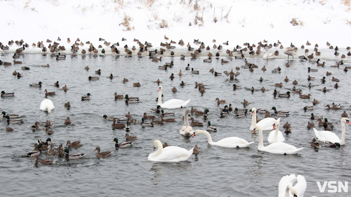 Ковель після снігопадів: фоторепортаж із засніженого міста