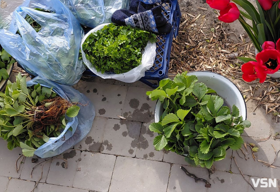 На ринках Луцька з’явилася перша розсада: огляд цін на саджанці та кущі