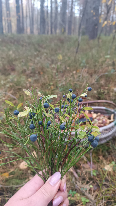 Дивовижна осіння знахідка: волинянка зібрала чорниці у жовтні