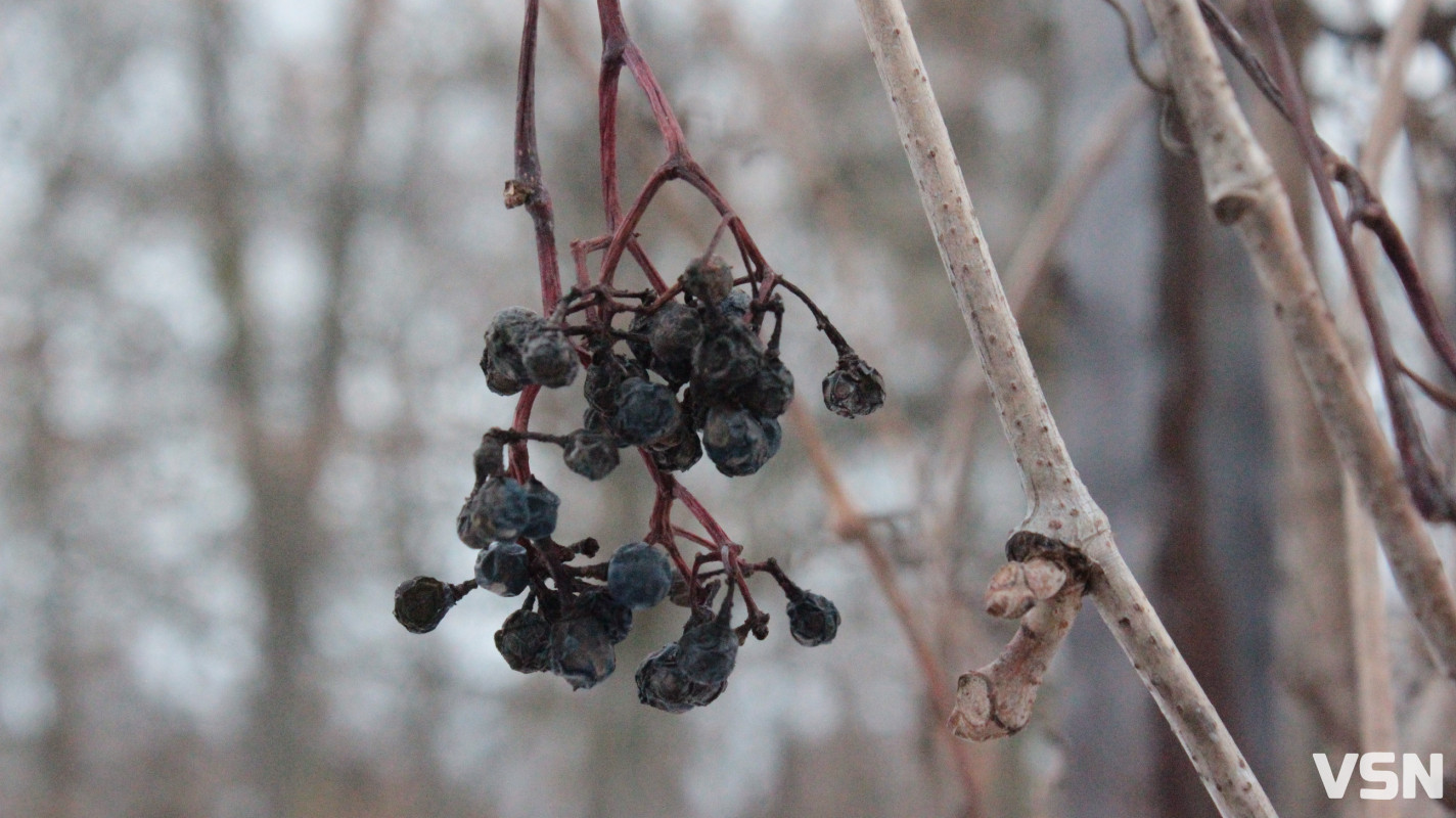Як виглядає центральний парк у Луцьку у перші дні 2026 року. Фоторепортаж