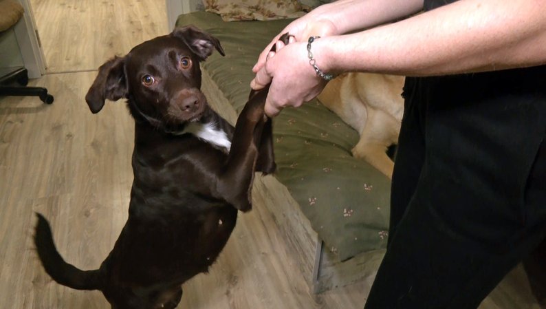 Волонтерка з Волині допомагає прилаштовувати собак з прифронтових територій