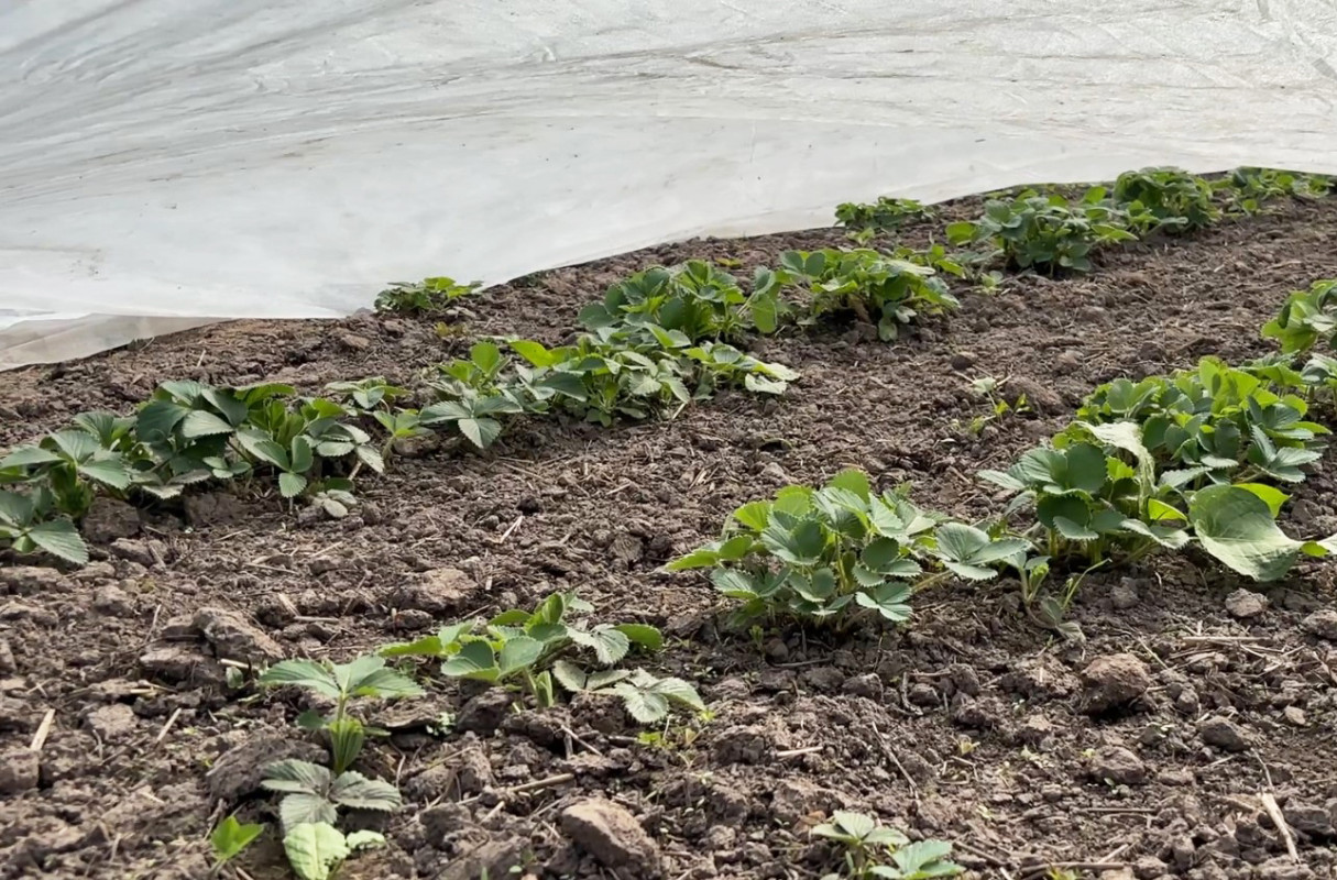 «Треба побавитися»: як у волинському селі вирощують городину і тримають господарство