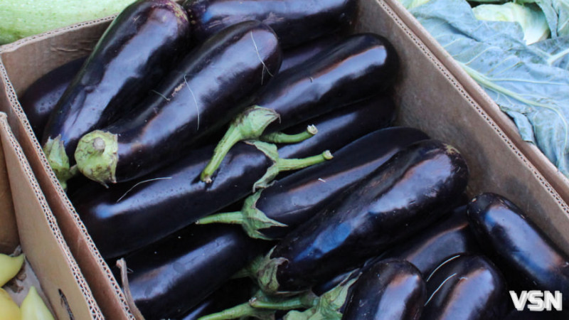 Які сорти томатів та перцю найкраще підходять для волинського клімату?