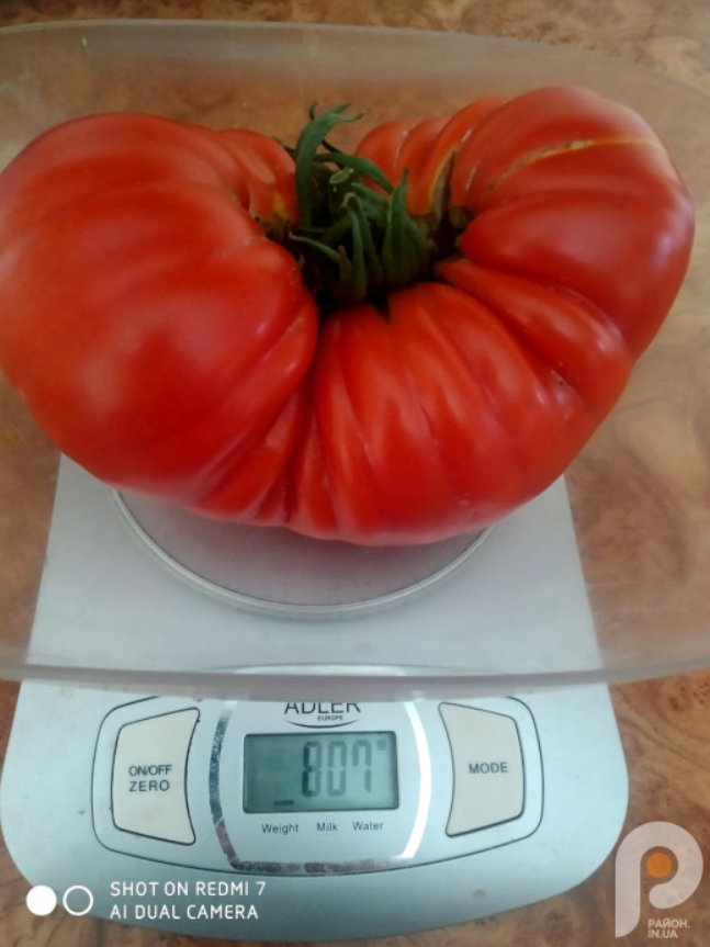 Волинянка виростила помідори-гіганти. Фото