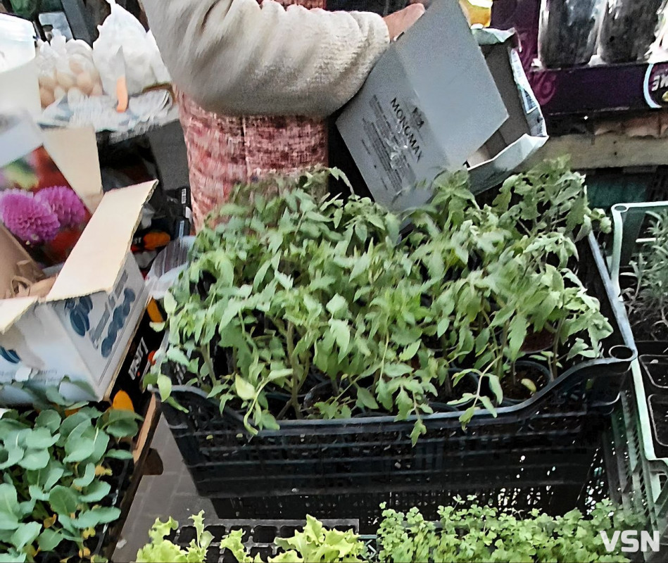 На ринках Луцька з’явилася перша розсада: огляд цін на саджанці та кущі