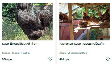 Скільки коштують кури на Волині?