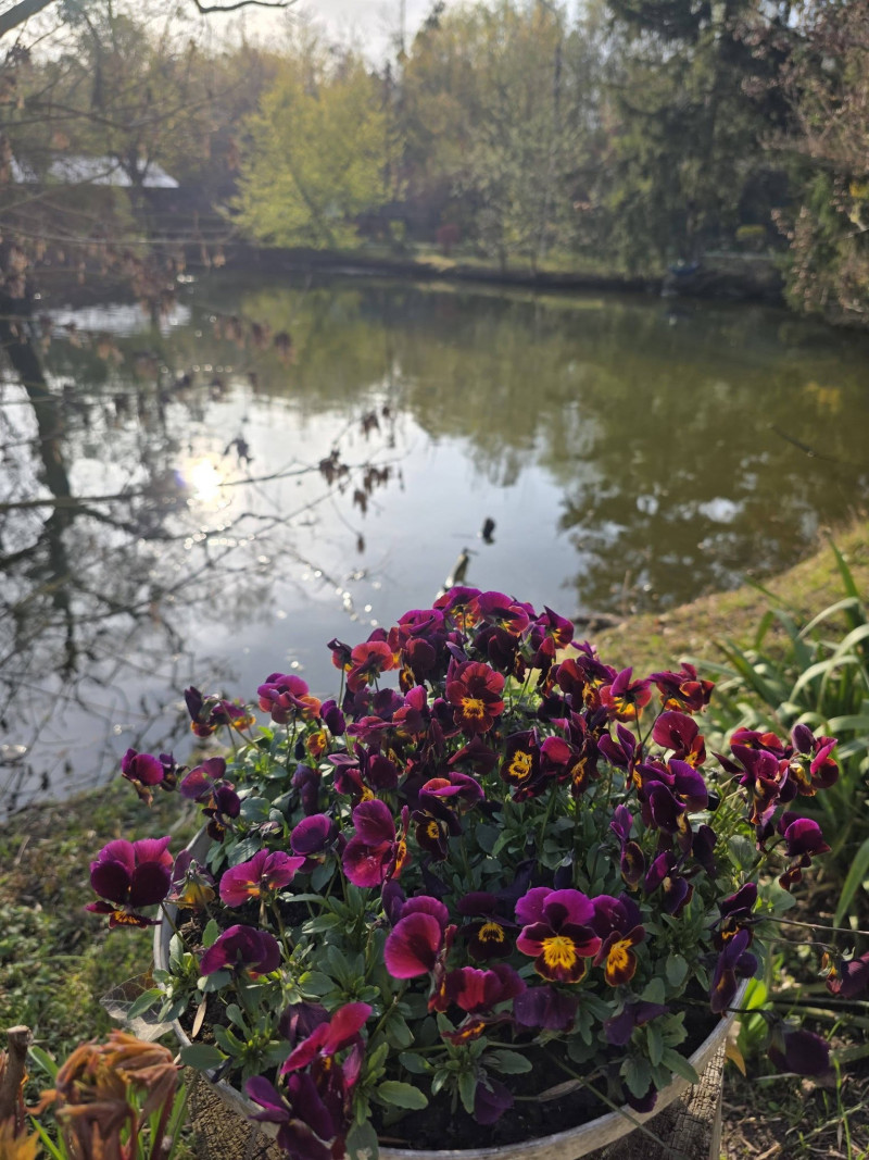 Які ціни на квитки до Луцького зоопарку у 2026 році