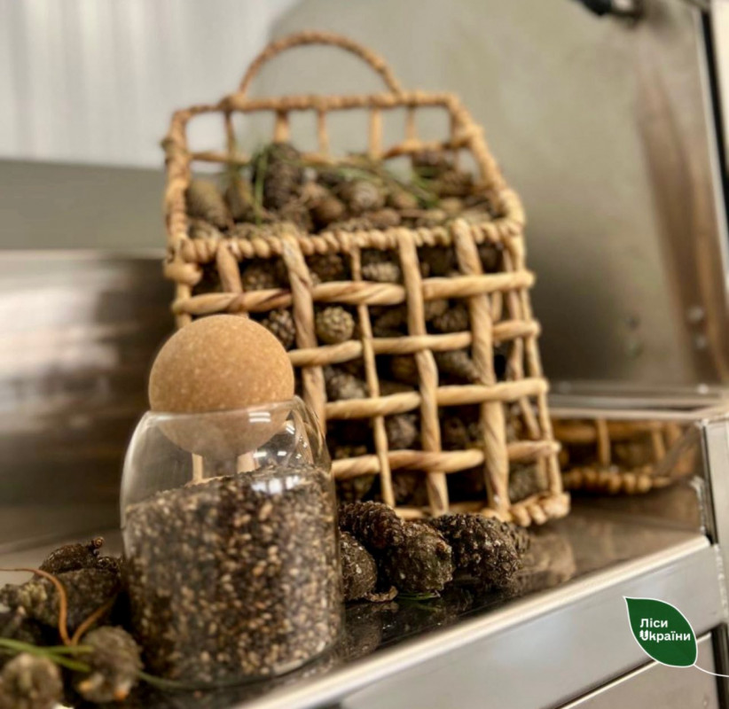 На Волині проводять масштабний збір шишок, що з ними роблять після заготівлі