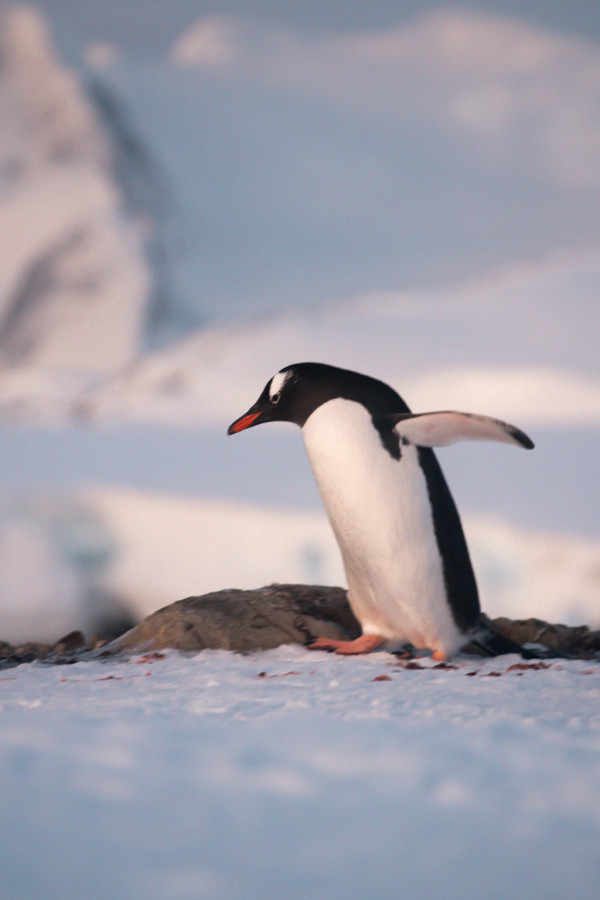 До української станції в Антарктиді повертаються пінгвіни