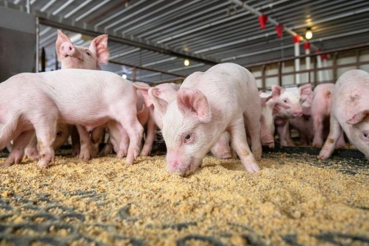 Як виростити здорову свиню: поради господині з Волині