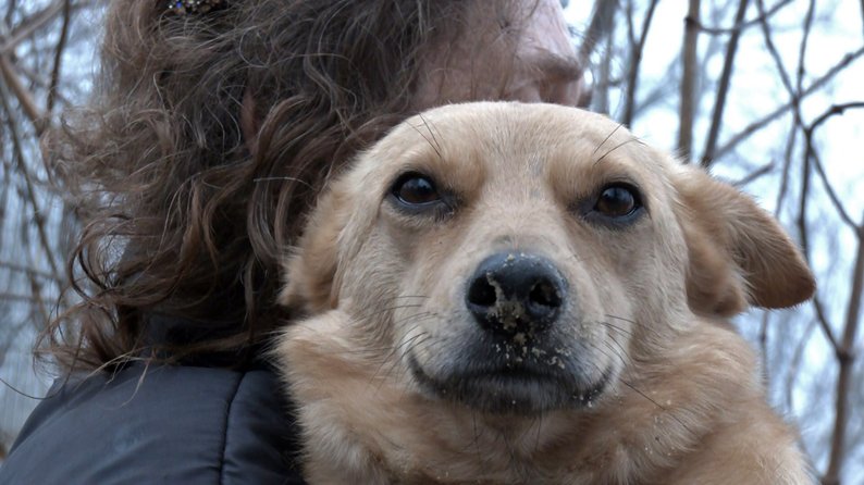 Волонтерка з Волині допомагає прилаштовувати собак з прифронтових територій
