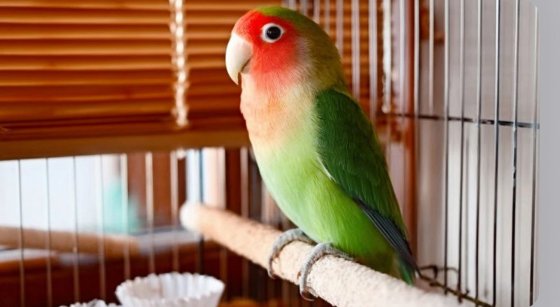 Хочу папужку! Або що потрібно знати про них перед поселенням пернатого вдома