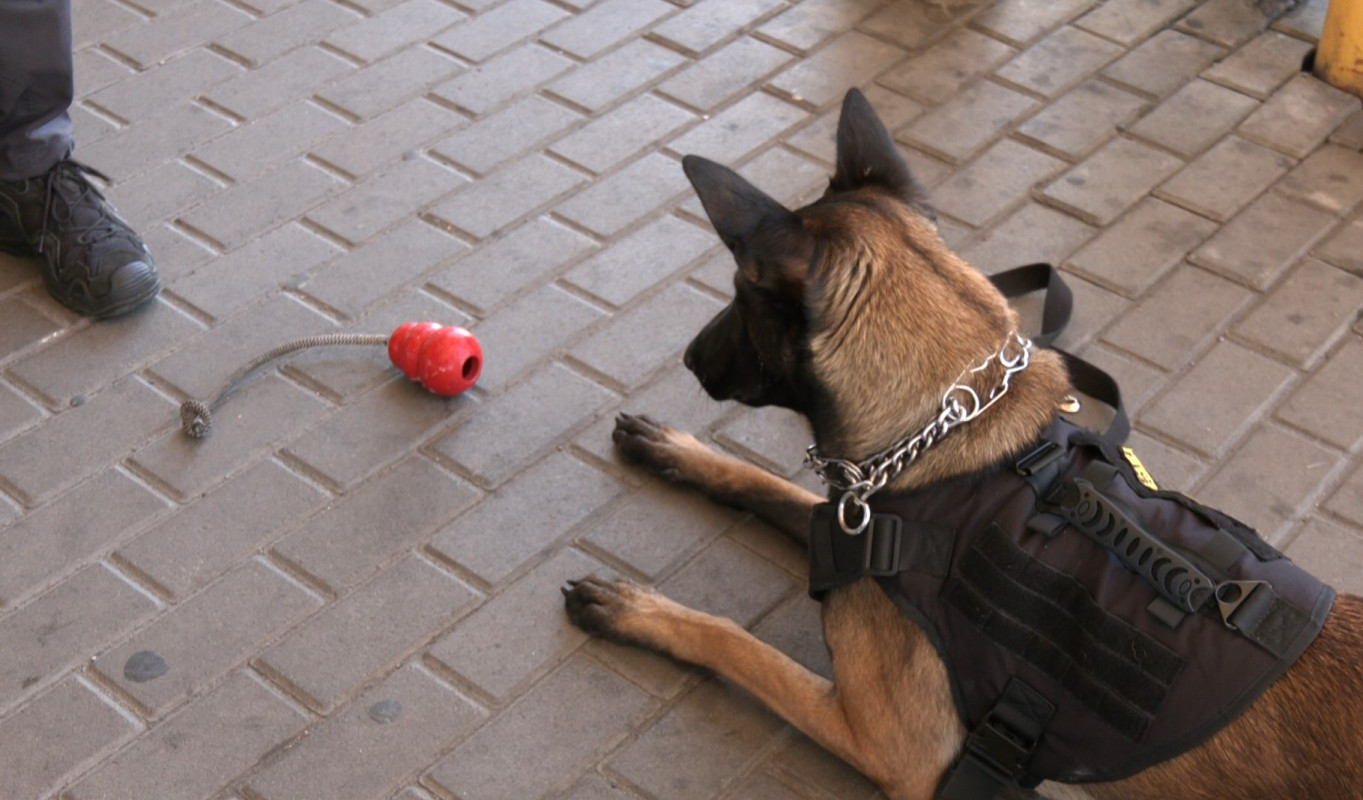На Волині службові собаки виявляють наркотики у найнесподіваніших місцях