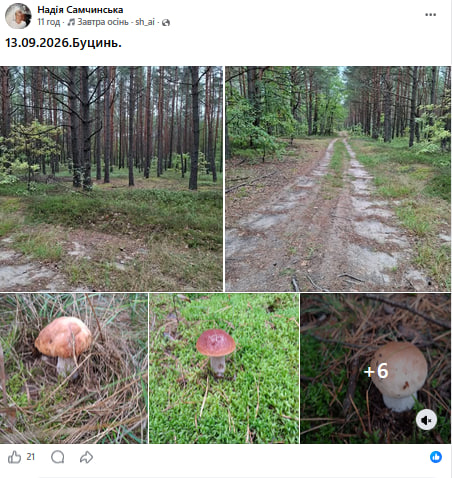 Повні відра за півтори години: де на Волині зараз найбільше грибів