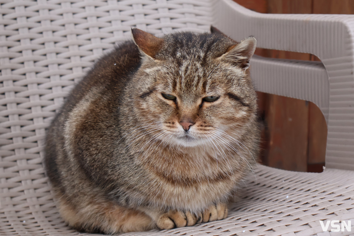 Як живе Луцький зоопарк взимку. Фоторепортаж
