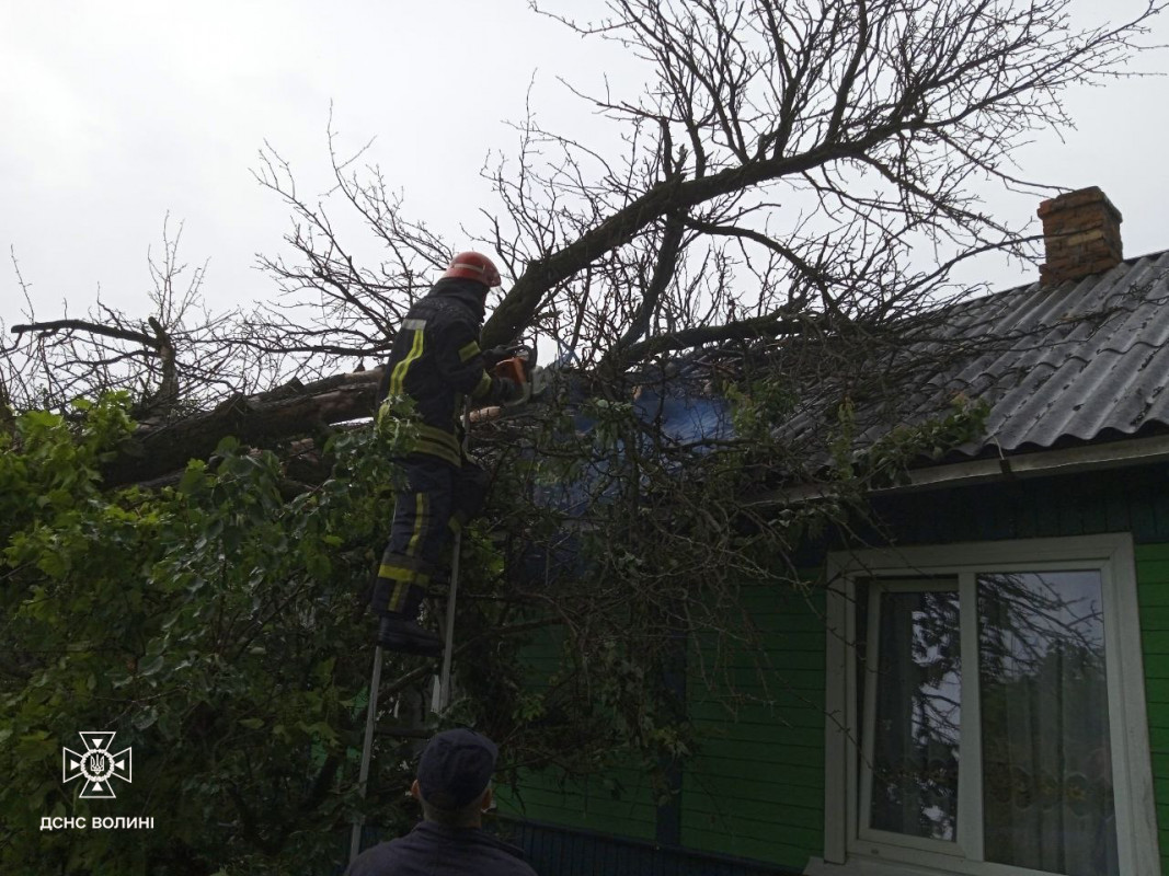 Негода на Волині: дерево впало на дах будинку