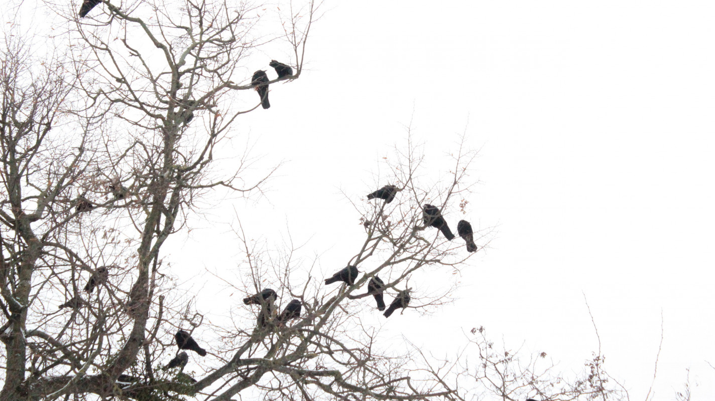 Ковель після снігопадів: фоторепортаж із засніженого міста