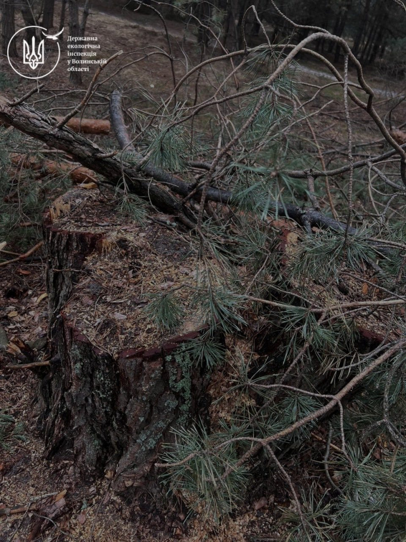 На Волині незаконно вирубали лісу на понад 11 мільйонів гривень