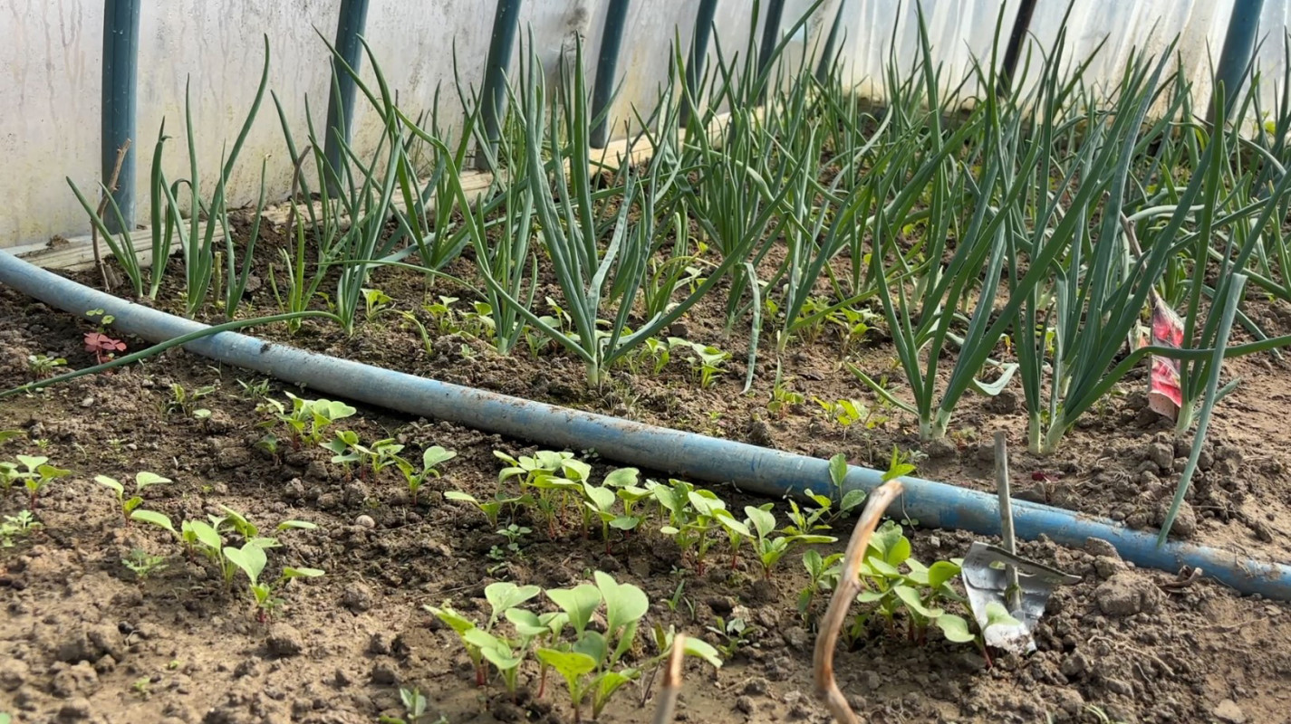 «Треба побавитися»: як у волинському селі вирощують городину і тримають господарство