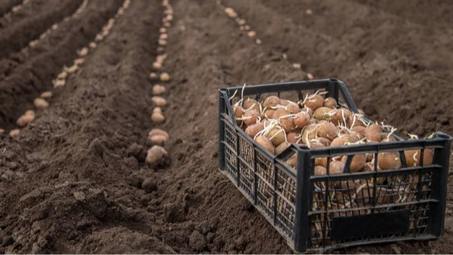 Як підготувати картоплю до посадки: простий крок для щедрого врожаю