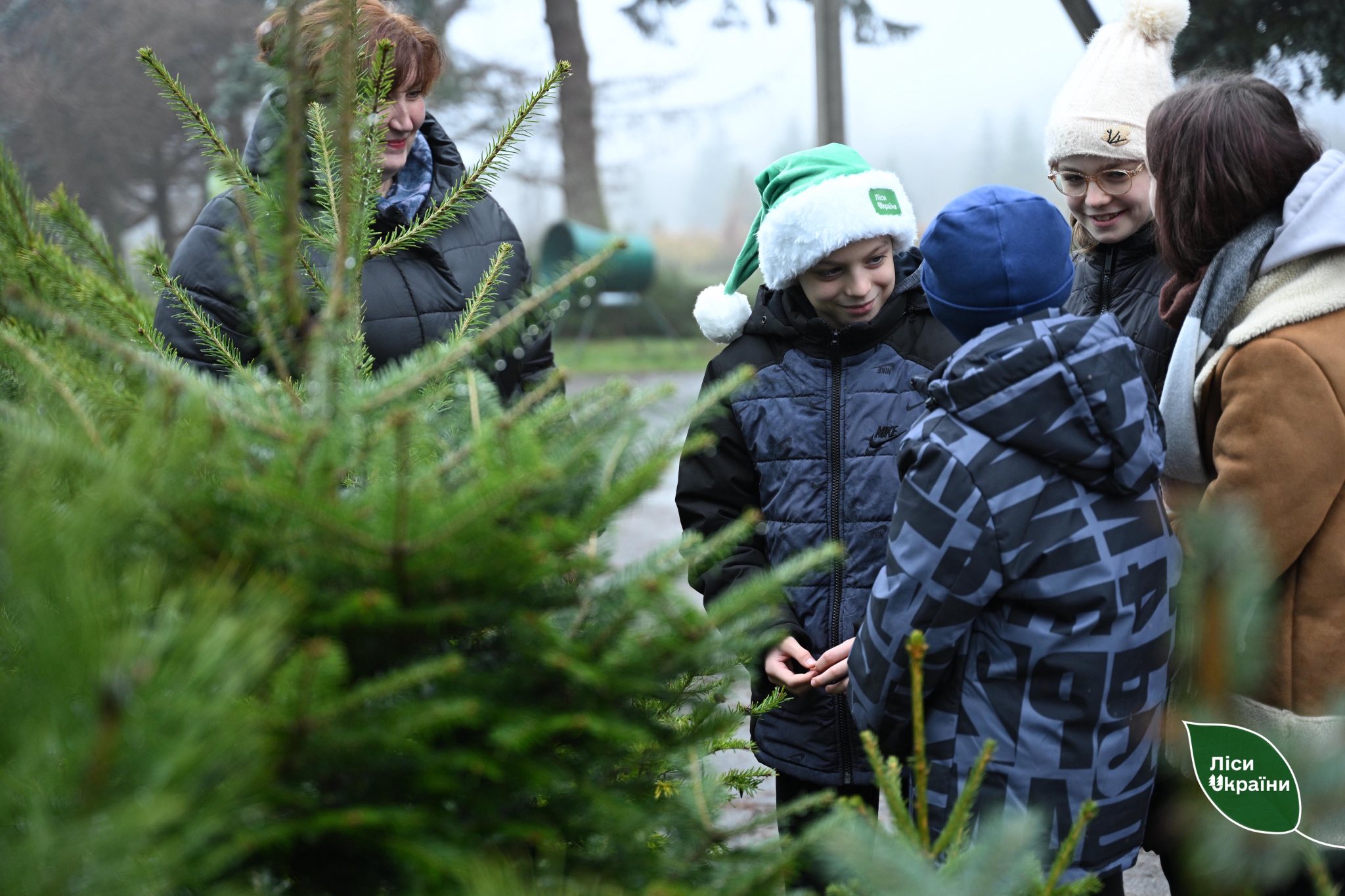 На Волині - одні з найдешевших ялинок в Україні: які ціни на хвойні дерева
