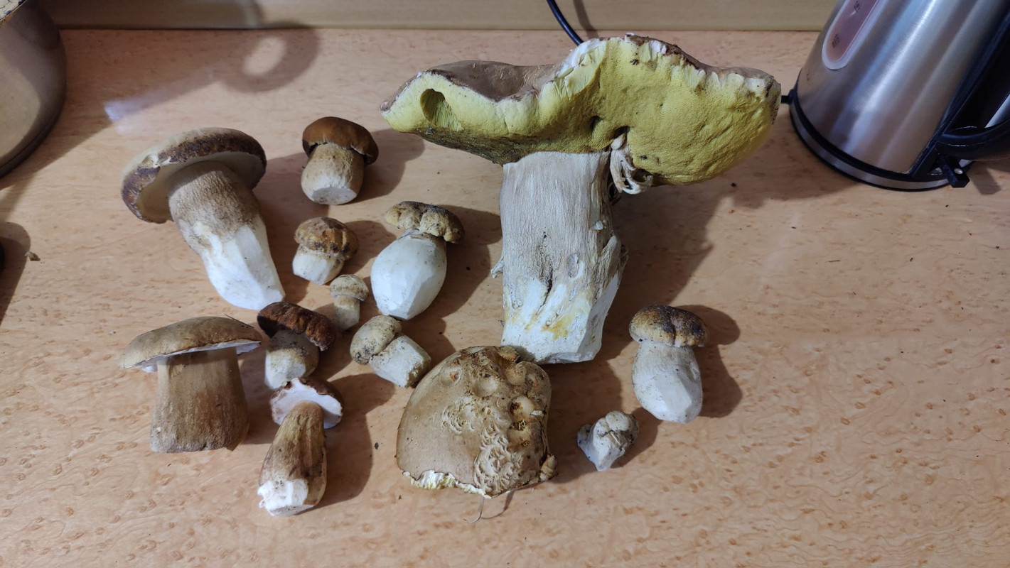 Шапка більша за долоню: де на Волині збирають кілограмові білі гриби