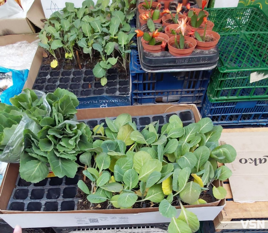 На ринках Луцька з’явилася перша розсада: огляд цін на саджанці та кущі