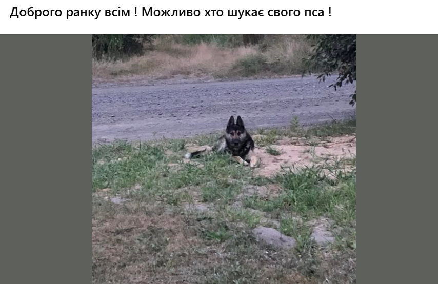 У Луцьку після атаки ворога масово розшукують собак, які повтікали від вибухів