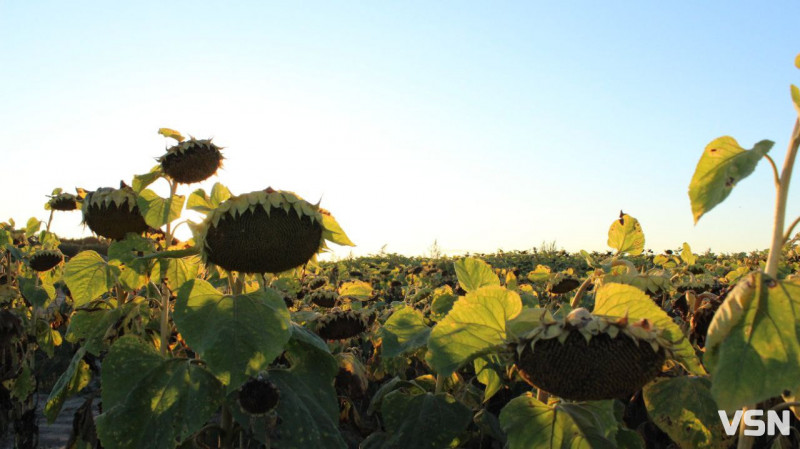 Урожай-2025 на Волині: скільки зерна та цукрових буряків зібрали аграрії минулого року