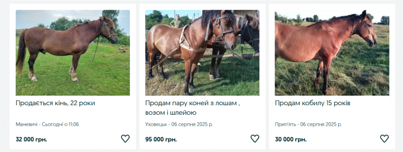 Ринок сільгосптварин на Волині: скільки коштують корови, телички, коні та кролі