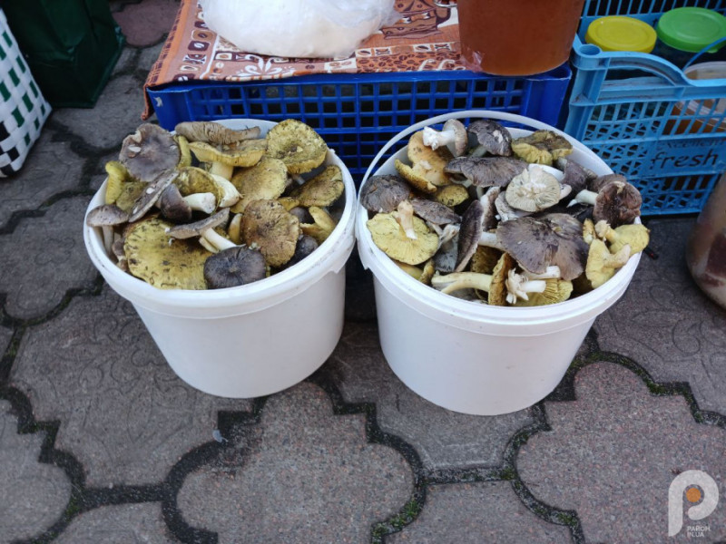 Грибний сезон на Волині: скільки коштують зелениці і підзеленки