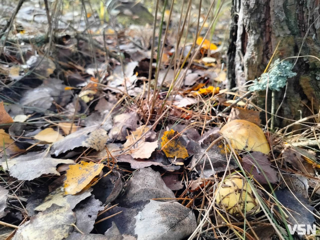 У пошуках зеленого золота: як на Волині збирають зелениці