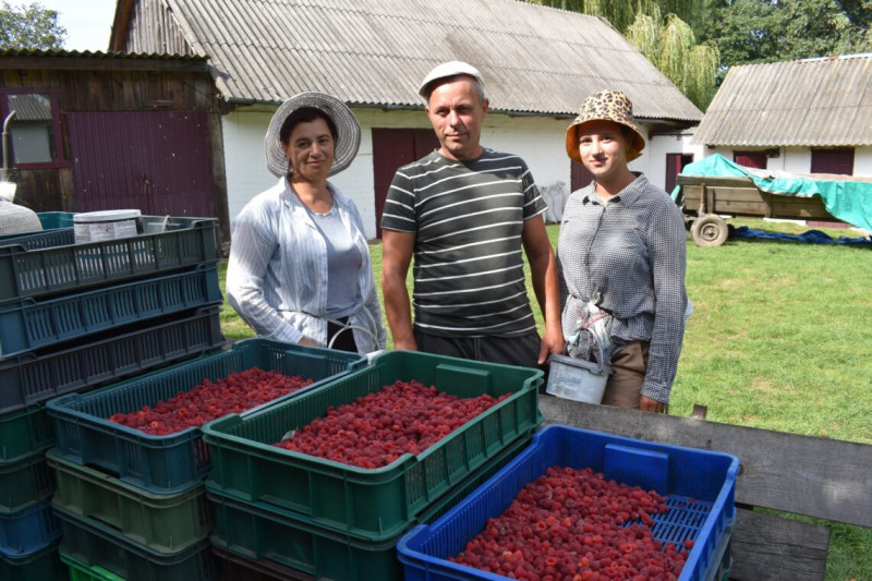 Раз у кілька років на ягодах можна добре заробити: подружжя волинян вирощує плантації малини