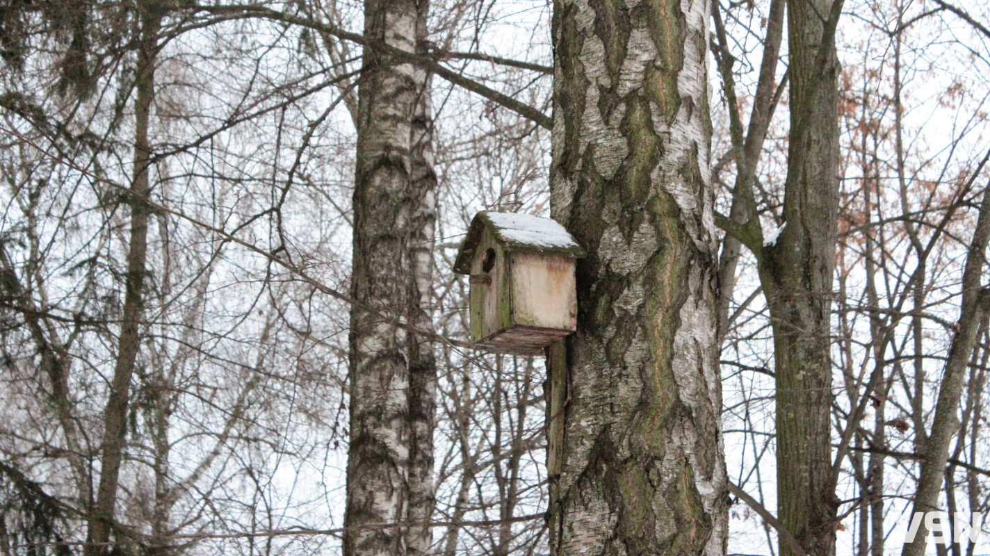 Як виглядає центральний парк у Луцьку у перші дні 2026 року. Фоторепортаж