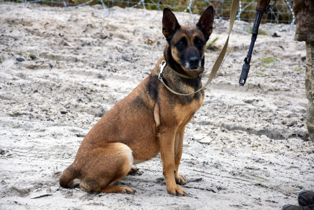 З Італії на Волинь: історія прикордонника, який разом із бельгійською вівчаркою служить на кордоні з Білоруссю