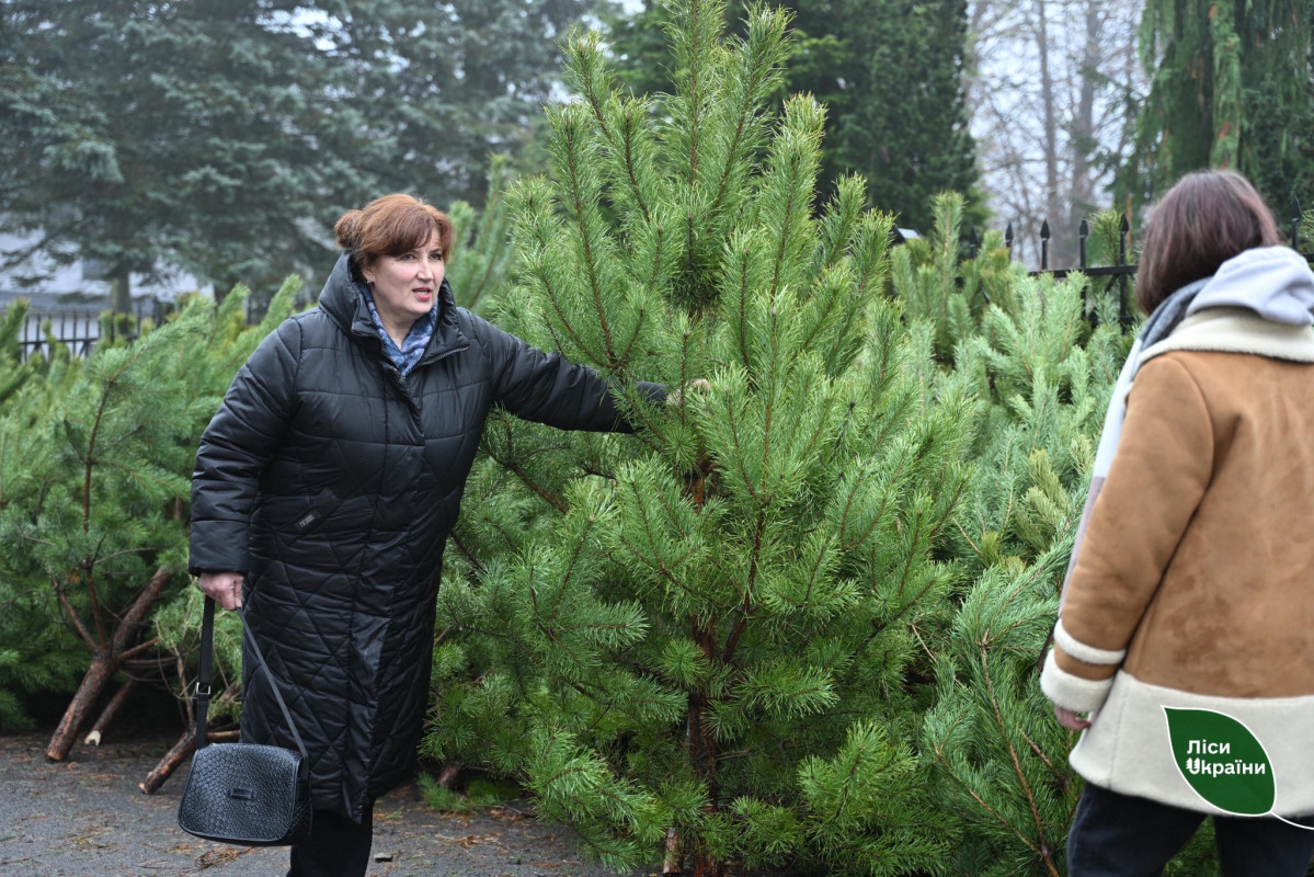 На Волині - одні з найдешевших ялинок в Україні: які ціни на хвойні дерева
