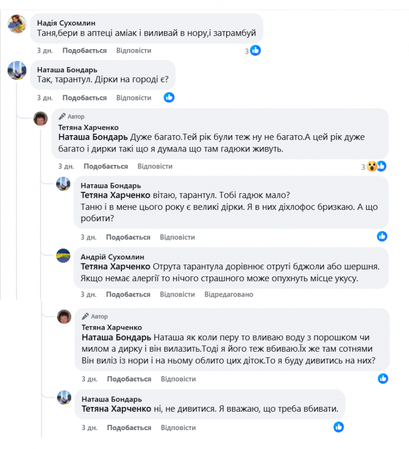 На городах в Україні з'явилися небезпечні та великі павуки. Фото