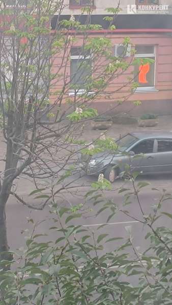 Осінь відміняється: у Луцьку через аномальне тепло розквітнув каштан. Фото