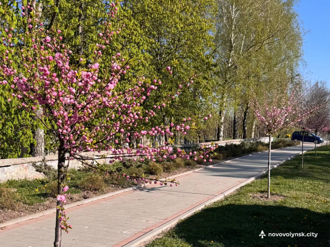 У місті на Волині розквітли сакури та мигдаль. Фото
