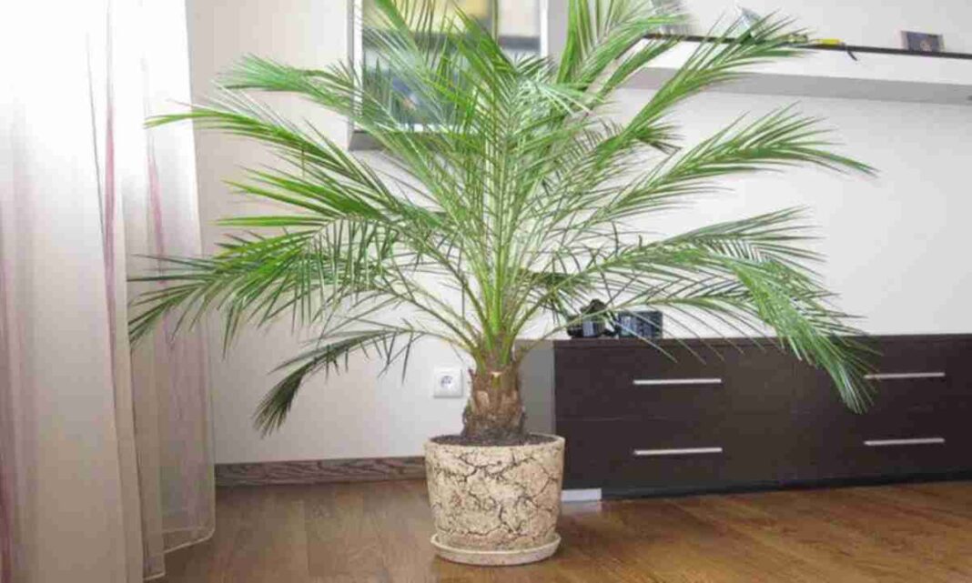 Пальма ожила за два тижні: ефект вау від дешевого розчину