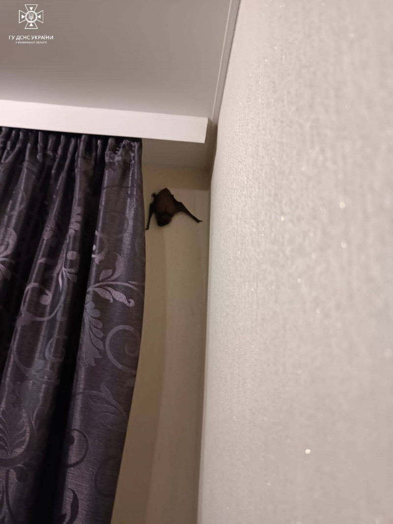 У Луцьку у квартиру залетіло близько 30 кажанів. Фото