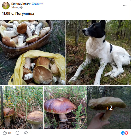 Повні відра за півтори години: де на Волині зараз найбільше грибів